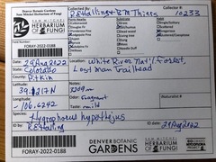 Hygrophorus hypothejus