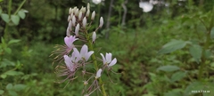 Cleome