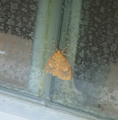 Barsine striata