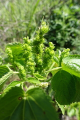 Acalypha