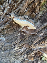 Ganoderma brownii