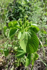 Acalypha