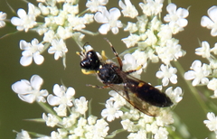 Ectemnius maculosus