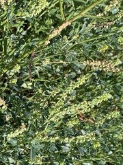 Melilotus indicus