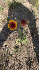 Gaillardia