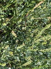 Melilotus indicus