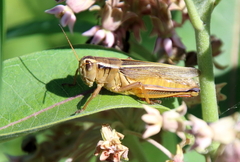 Melanoplus bivittatus