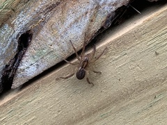 Tigrosa helluo