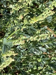 Melilotus indicus