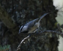 Poecile gambeli