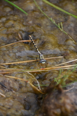 Ophiogomphus occidentis