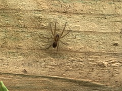 Tigrosa helluo
