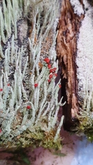 Cladonia floerkeana