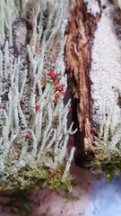 Cladonia floerkeana