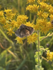 Anagrapha falcifera