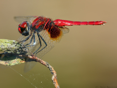 Aethriamanta circumsignata