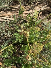 Osmorhiza occidentalis