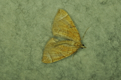 Eulithis testata