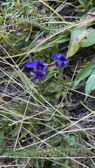 Gentianopsis