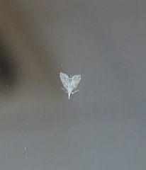 Diplopseustis perieresalis