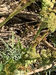 Osmorhiza occidentalis