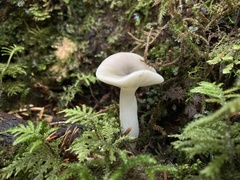 Russula fragilis