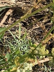 Osmorhiza occidentalis