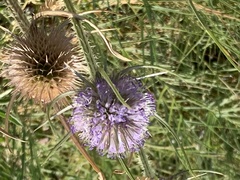 Dipsacus fullonum