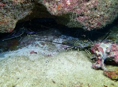 Panulirus regius