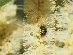 Diphucephala