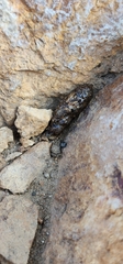 Sceloporus occidentalis
