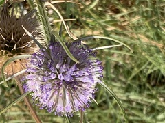 Dipsacus fullonum