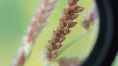 Echinochloa colona