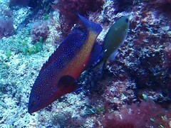 Cephalopholis taeniops