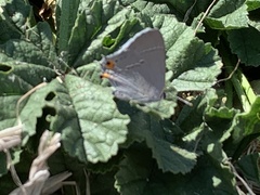 Strymon melinus