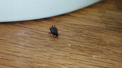 Loboptera decipiens