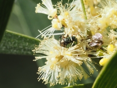 Diphucephala