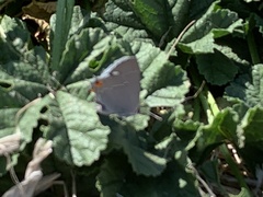 Strymon melinus