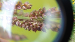 Echinochloa colona