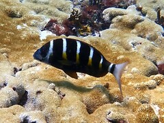 Diplodus fasciatus