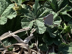 Strymon melinus