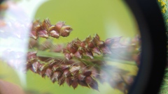 Echinochloa colona