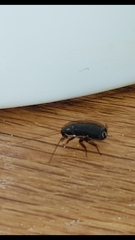 Loboptera decipiens