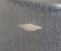 Cyclophora turneri