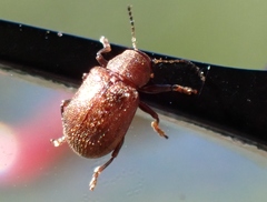 Demotina modesta
