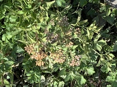 Berula erecta