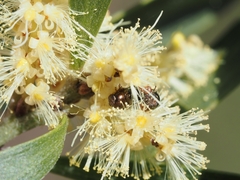 Diphucephala