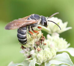 Halictus parallelus