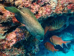 Rypticus saponaceus