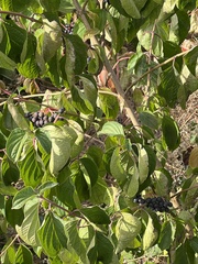 Cornus sanguinea